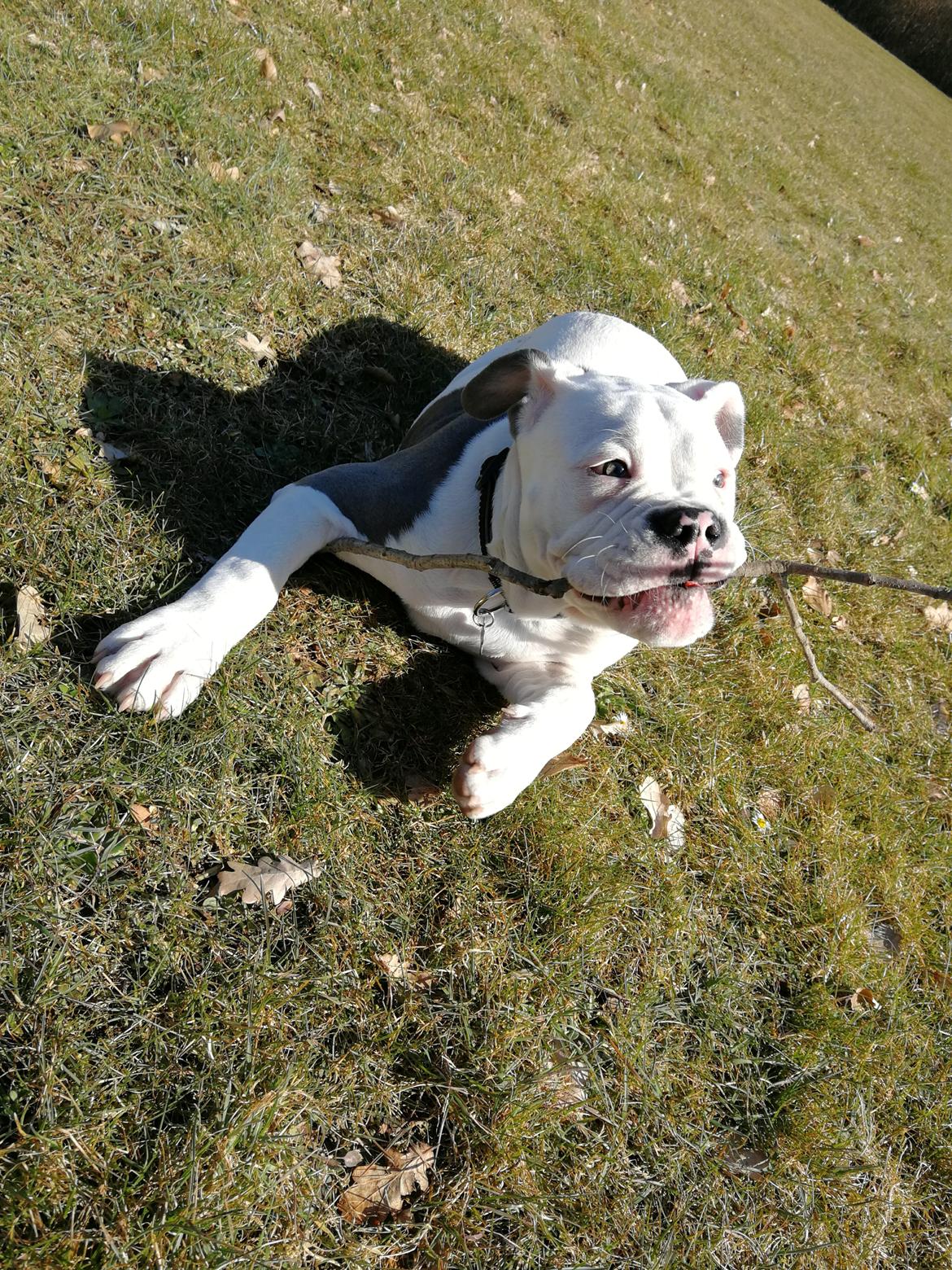 Olde english bulldogge Lotus billede 7