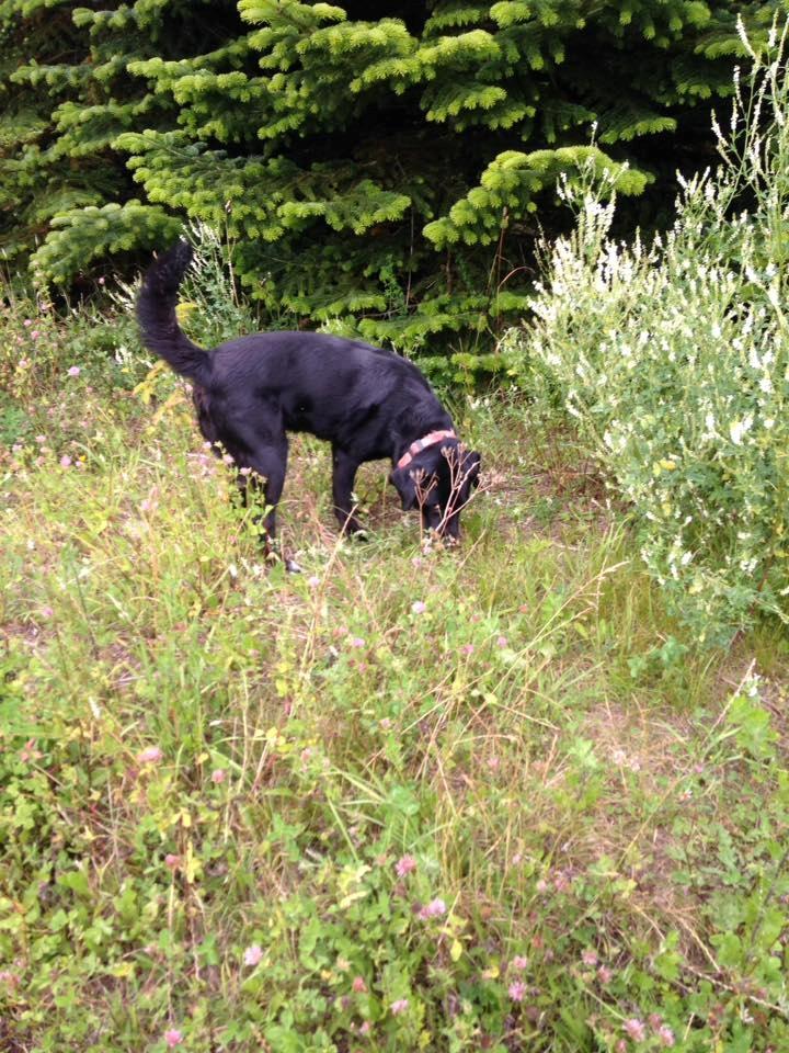 Blanding af racer Zisca billede 2