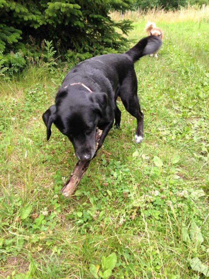 Blanding af racer Zisca billede 3