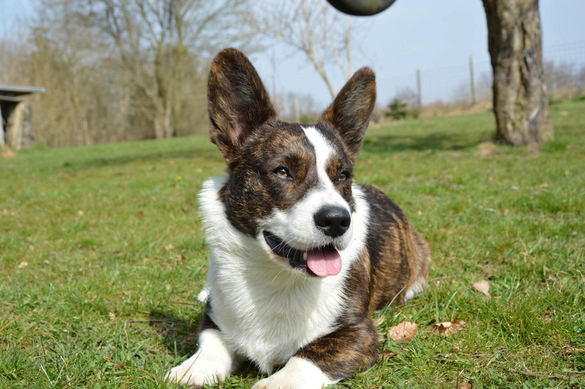 Welsh corgi cardigan Charles billede 1