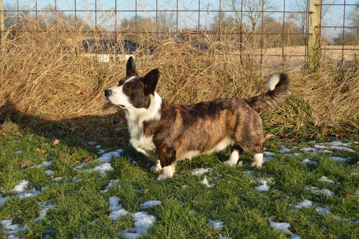 Welsh corgi cardigan Charles billede 2