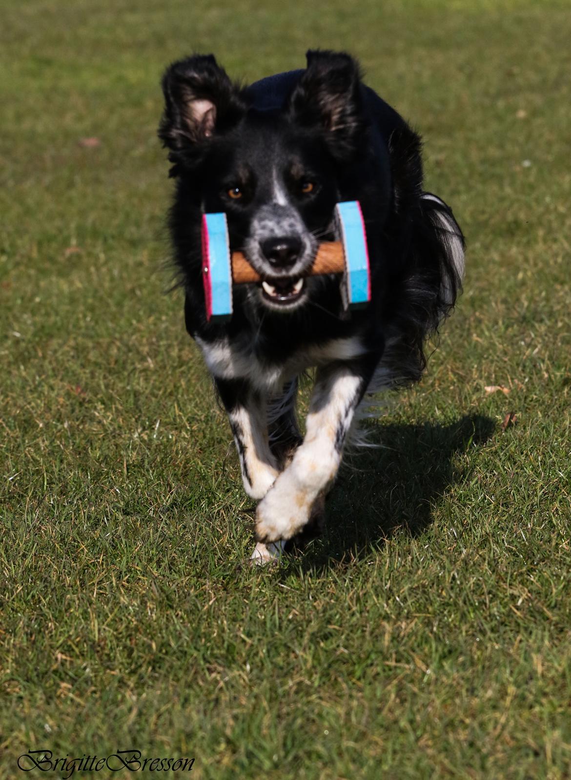 Border collie Skjernå Bordercollie Jill billede 24