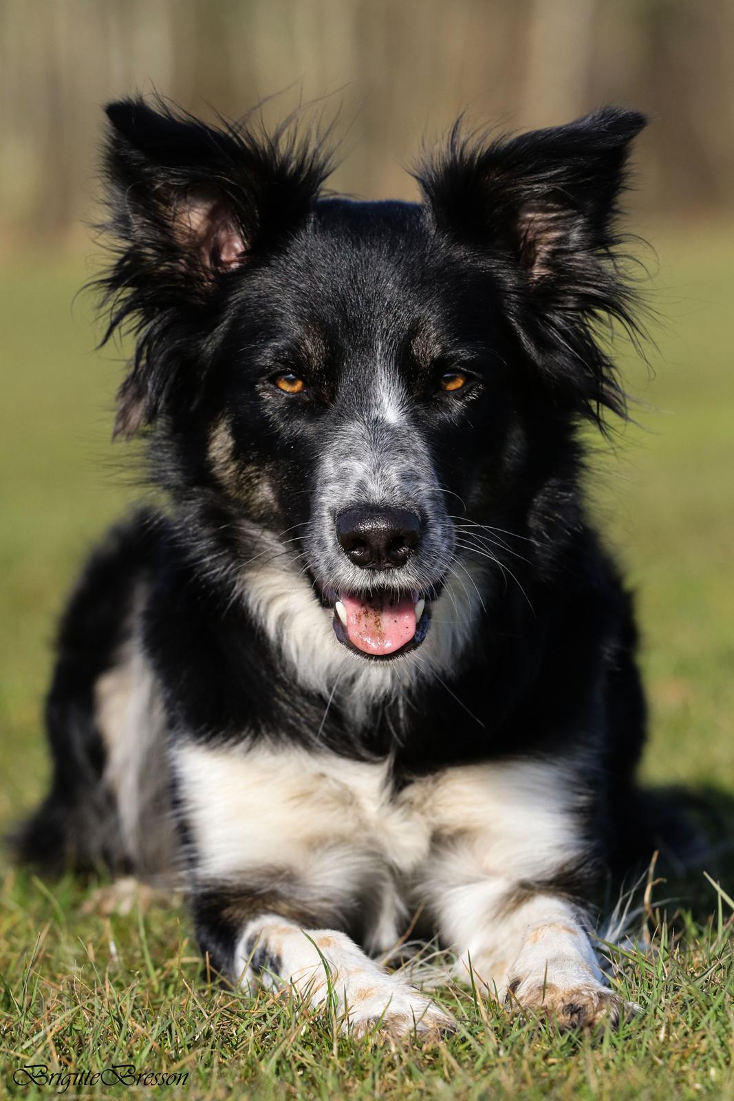 Border collie Skjernå Bordercollie Jill billede 26