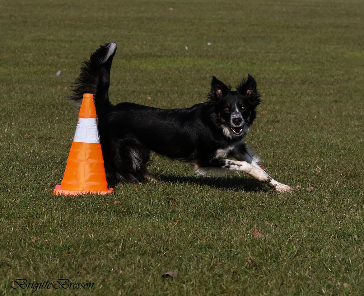 Border collie Skjernå Bordercollie Jill billede 27