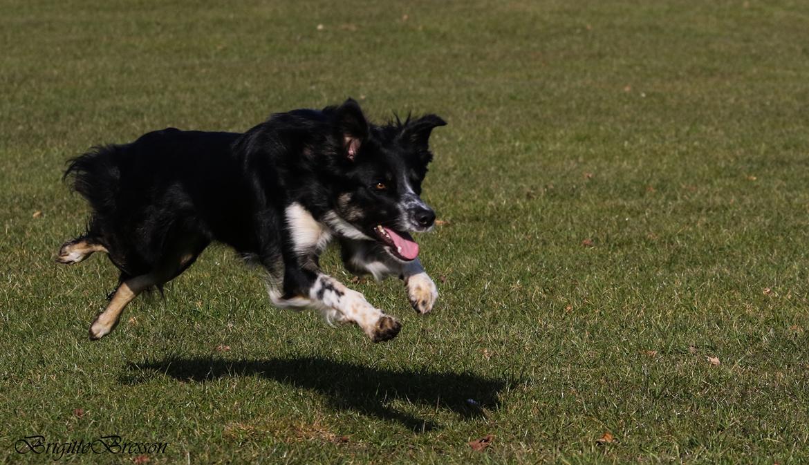 Border collie Skjernå Bordercollie Jill billede 29