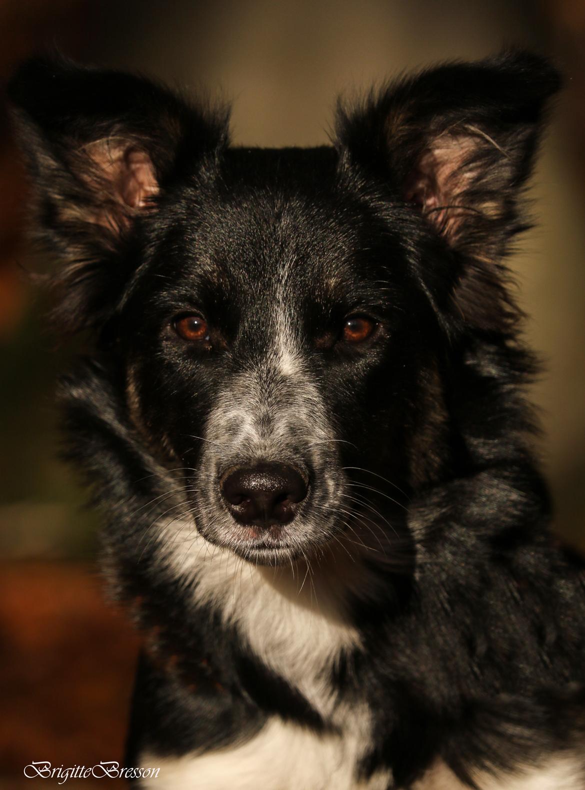 Border collie Skjernå Bordercollie Jill billede 30