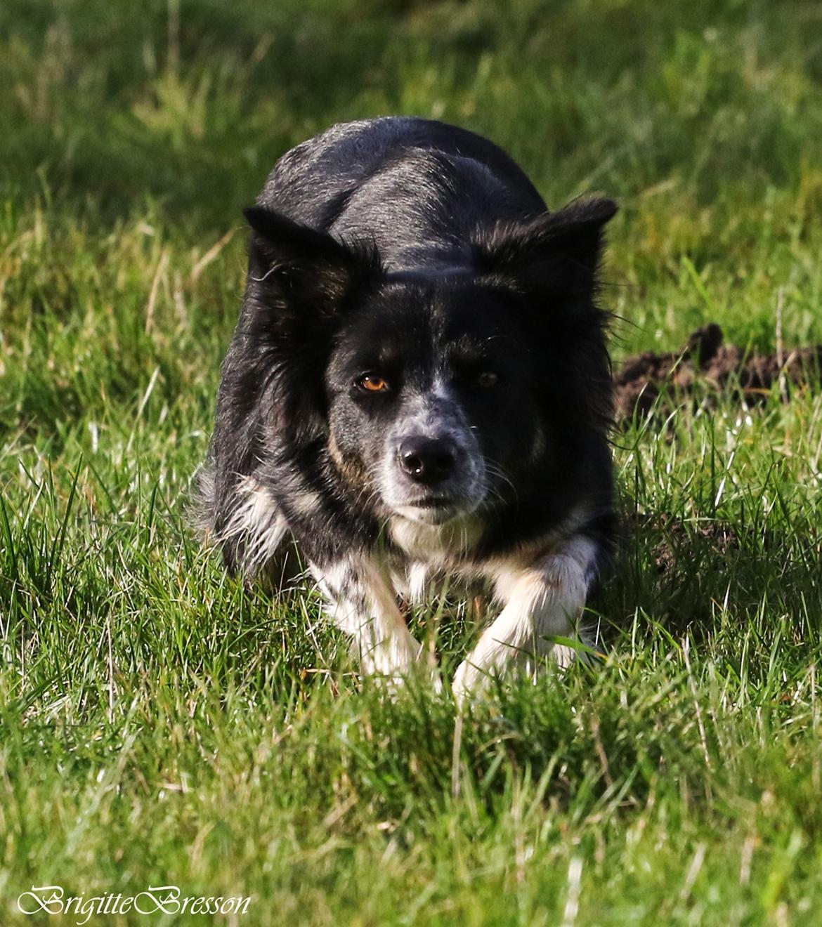 Border collie Skjernå Bordercollie Jill billede 32