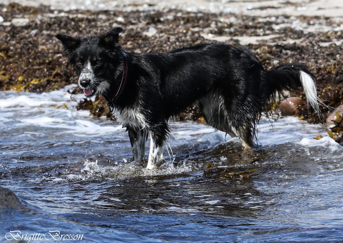 Border collie Skjernå Bordercollie Jill billede 34