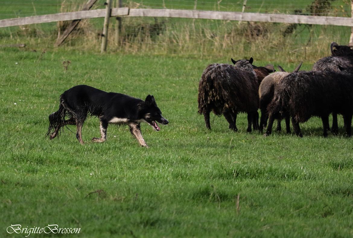 Border collie Skjernå Bordercollie Jill billede 38