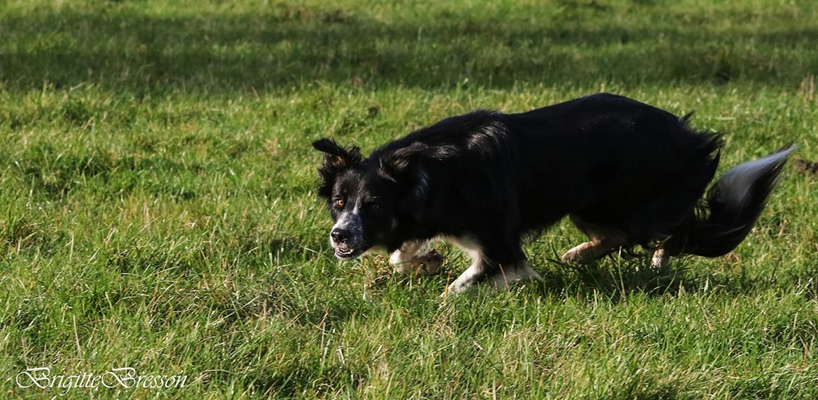 Border collie Skjernå Bordercollie Jill billede 31