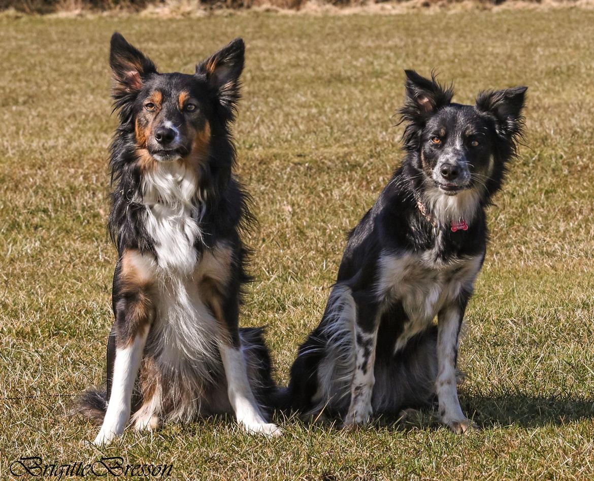 Border collie Skjernå Bordercollie Jill billede 13