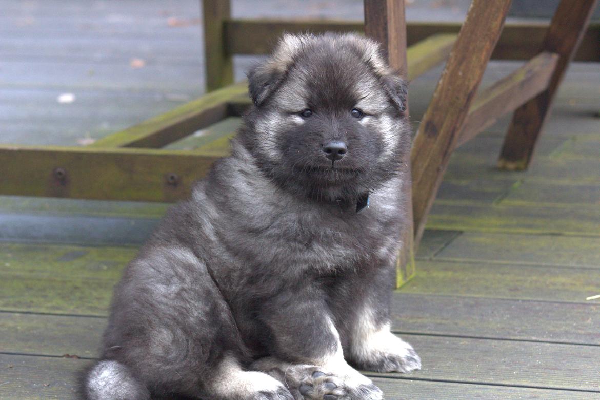 Eurasier Coda (Callistra’s Alderaan) billede 1