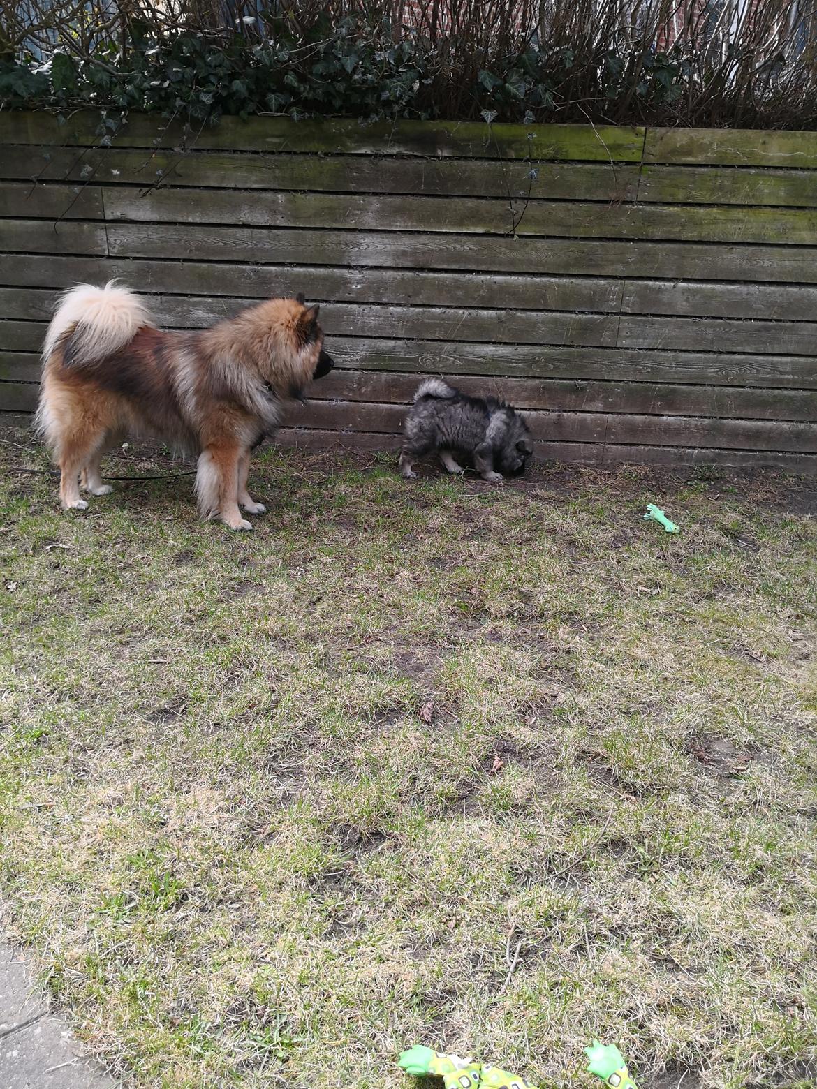 Eurasier Coda (Callistra’s Alderaan) billede 2