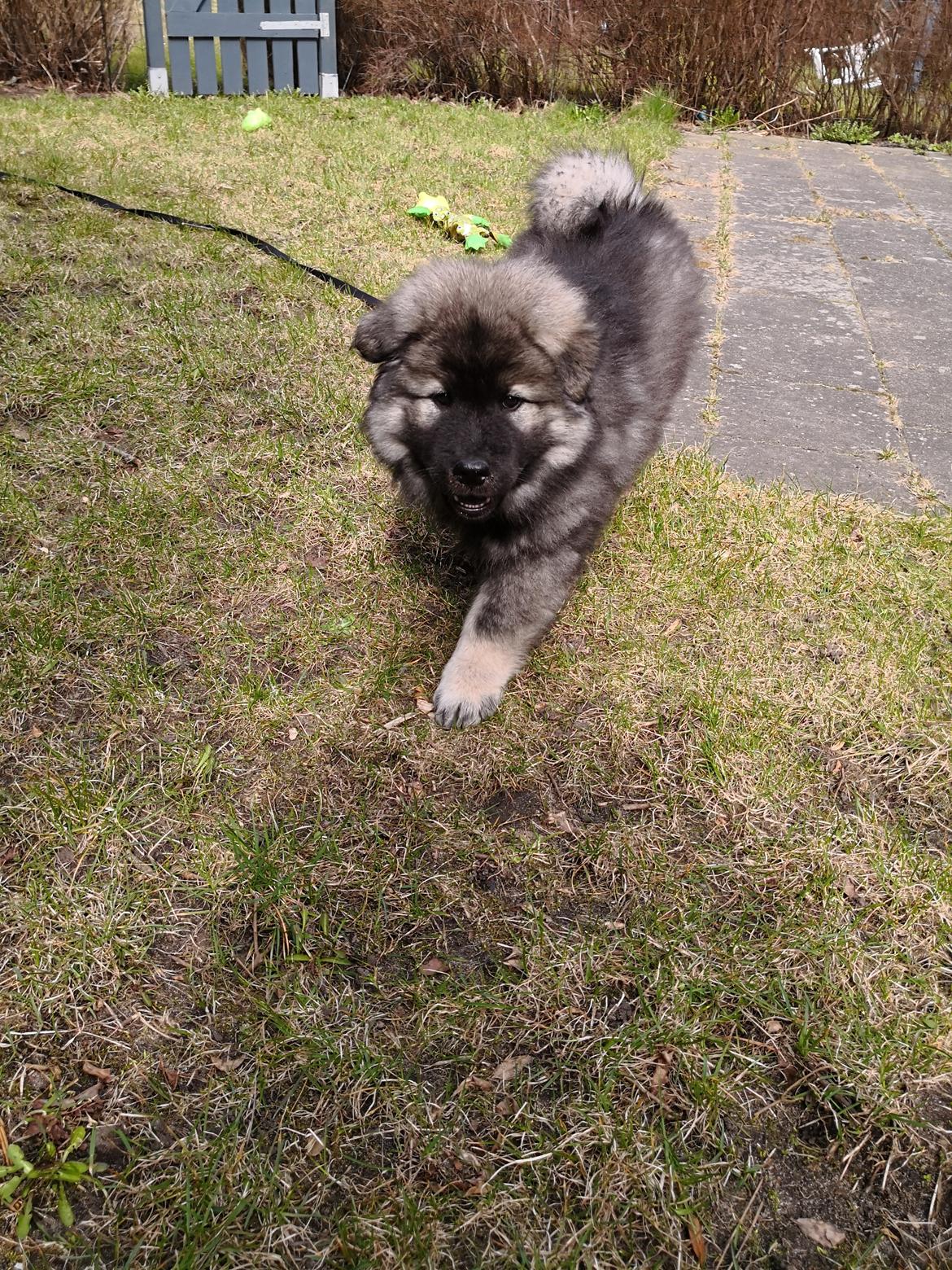 Eurasier Coda (Callistra’s Alderaan) billede 3