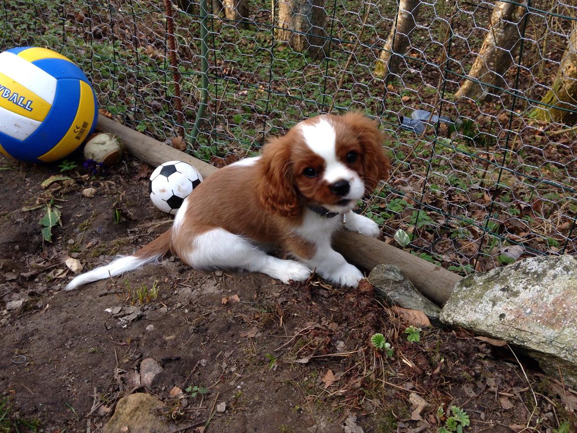 Cavalier king charles spaniel Figgo ( Colourworld's Cristopher Ewing ) billede 21