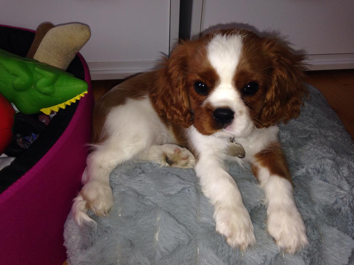 Cavalier king charles spaniel Figgo ( Colourworld's Cristopher Ewing ) billede 22