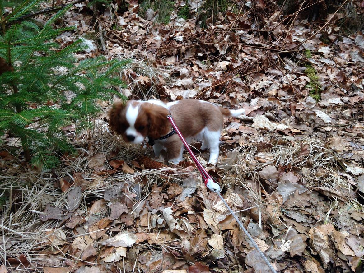 Cavalier king charles spaniel Figgo ( Colourworld's Cristopher Ewing ) billede 23