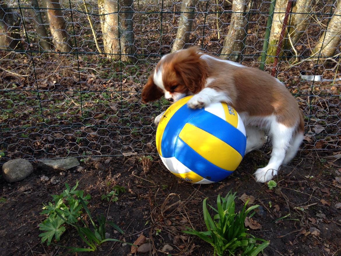 Cavalier king charles spaniel Figgo ( Colourworld's Cristopher Ewing ) billede 19