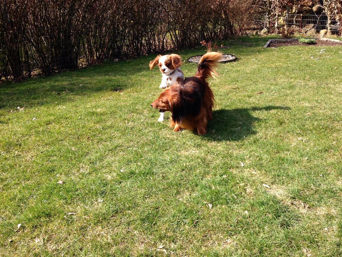 Cavalier king charles spaniel Figgo ( Colourworld's Cristopher Ewing ) billede 26