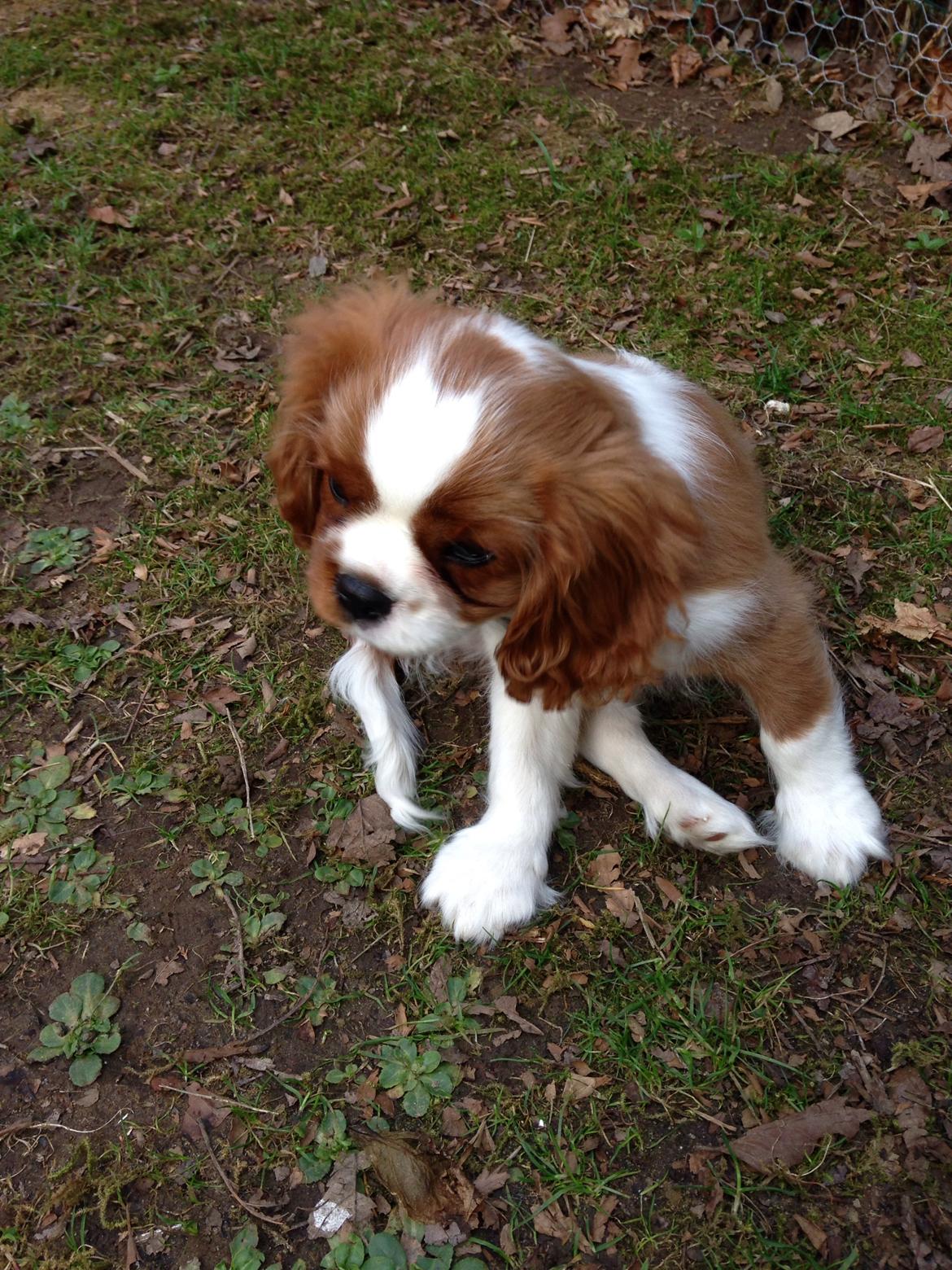 Cavalier king charles spaniel Figgo ( Colourworld's Cristopher Ewing ) billede 27