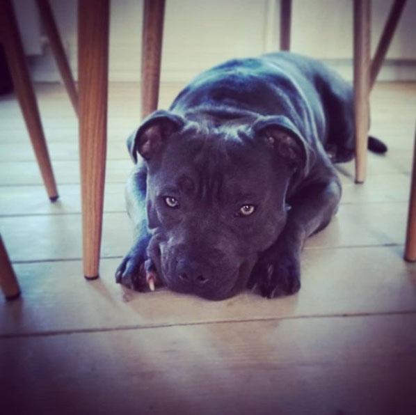 Staffordshire bull terrier Django billede 2