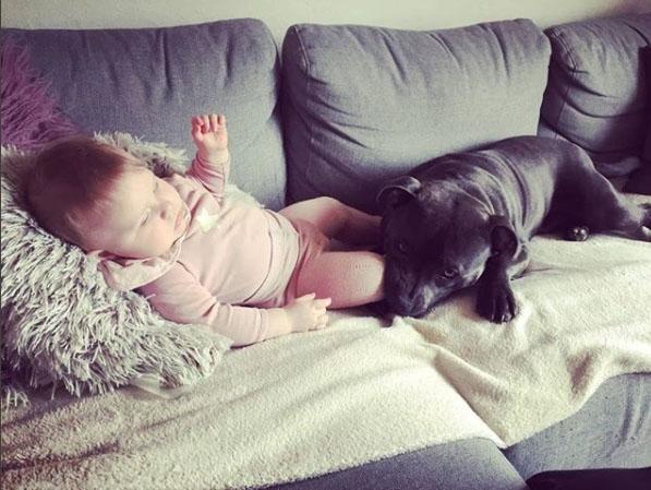 Staffordshire bull terrier Django billede 5