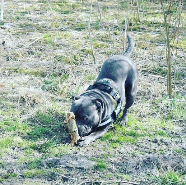 Staffordshire bull terrier Django billede 7