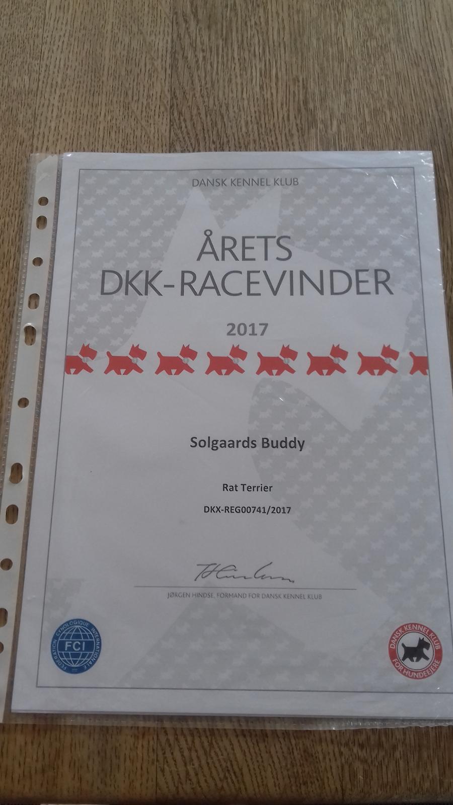 Rat Terrier Solgaards Buddy billede 15