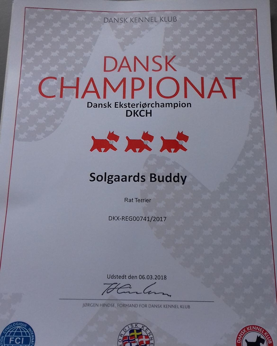 Rat Terrier Solgaards Buddy billede 14