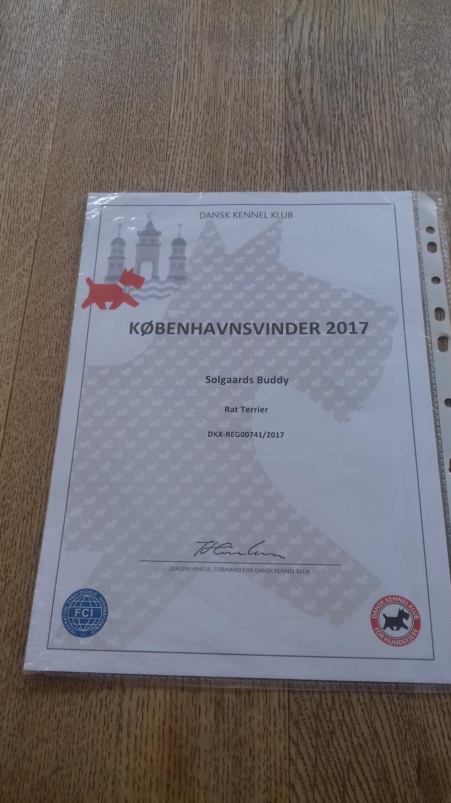 Rat Terrier Solgaards Buddy billede 16