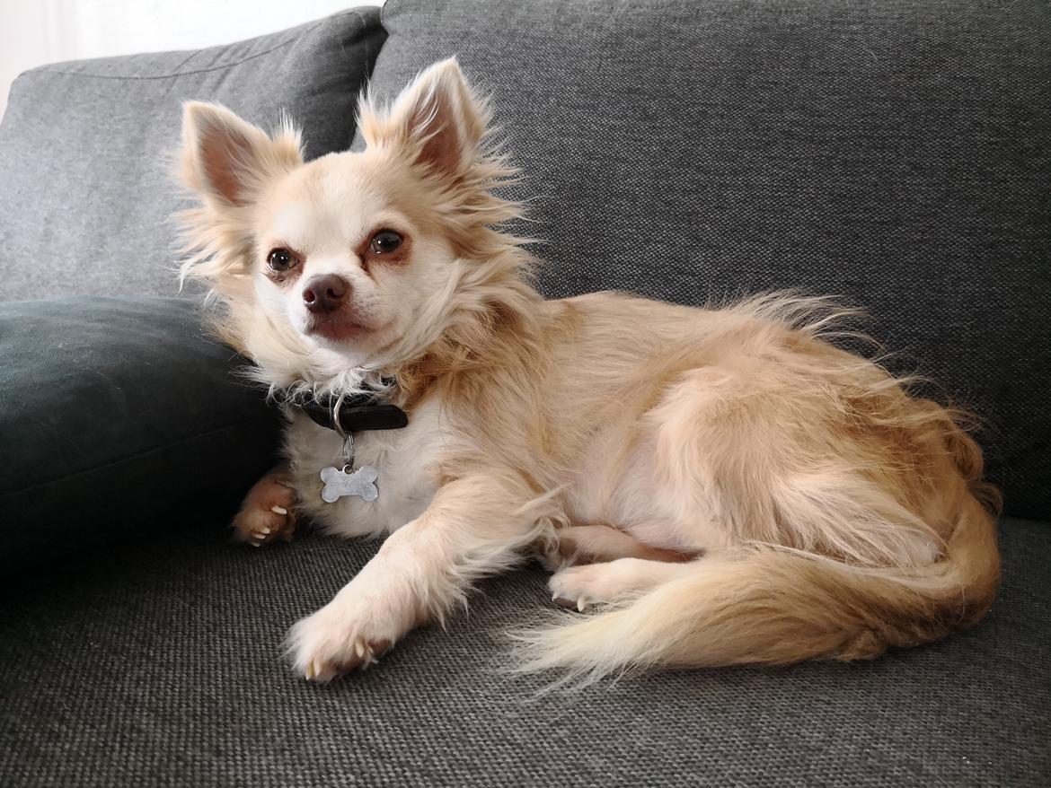 Blanding af racer Nico billede 3