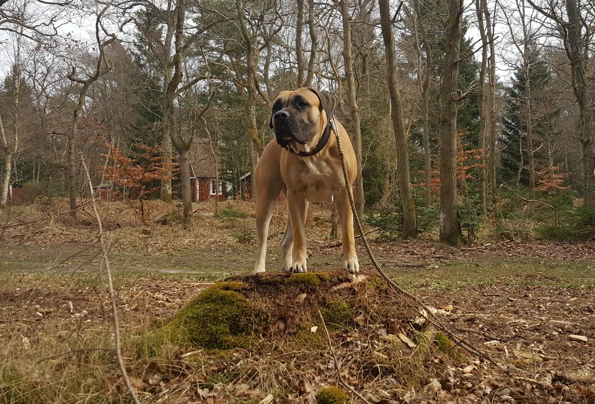 Perro de Presa Canario Crystal Fuerza Bull (Mina) - 2 år gammel billede 11