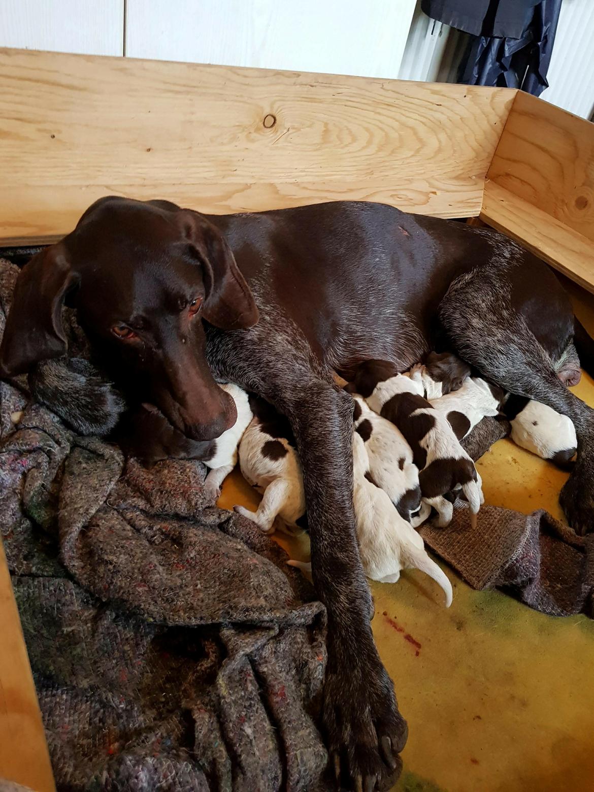 Korthåret hønsehund Sille billede 3
