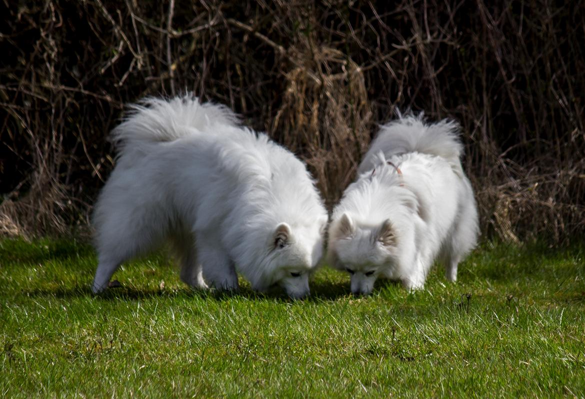Japansk spids Keimiko Di-Shi's Genkina Iroh - Iroh (tv.) og kuldsøster Duddi (th.) har fundet noget spændende. 17/4-18, da opdrætter og Duddi var på besøg :) billede 10