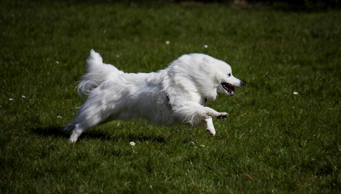 Japansk spids Keimiko Di-Shi's Genkina Iroh - Fuld fart! 17/4-18, hvor vi havde besøg af opdrætter og kuldsøster Duddi :) billede 6