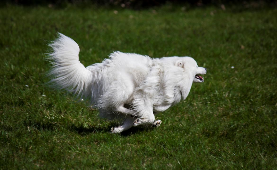Japansk spids Keimiko Di-Shi's Genkina Iroh - Fuld fart! 17/4-18, hvor vi havde besøg af opdrætter og kuldsøster Duddi :) billede 7