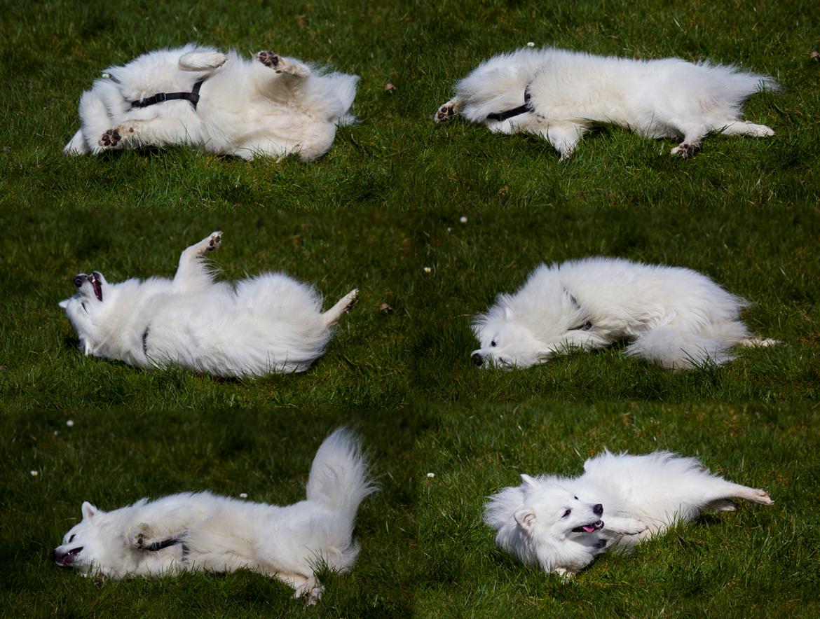 Japansk spids Keimiko Di-Shi's Genkina Iroh - Iroh fandt noget lækkert at rulle sig i :P 17/4-18, hvor vi havde besøg af opdrætter og kuldsøster Duddi :) billede 11