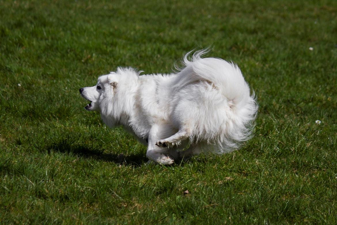 Japansk spids Keimiko Di-Shi's Genkina Iroh - Fuld fart! :) 17/4-18, hvor vi havde besøg af opdrætter og kuldsøster Duddi :) billede 8