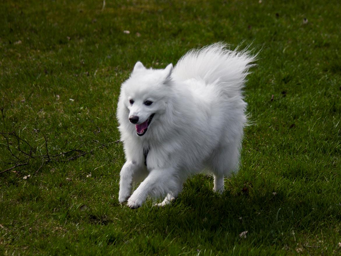 Japansk spids Keimiko Di-Shi's Genkina Iroh - Fuld fart! :) 17/4-18, da vi havde besøg af opdrætter og kuldsøster Duddi :) billede 9