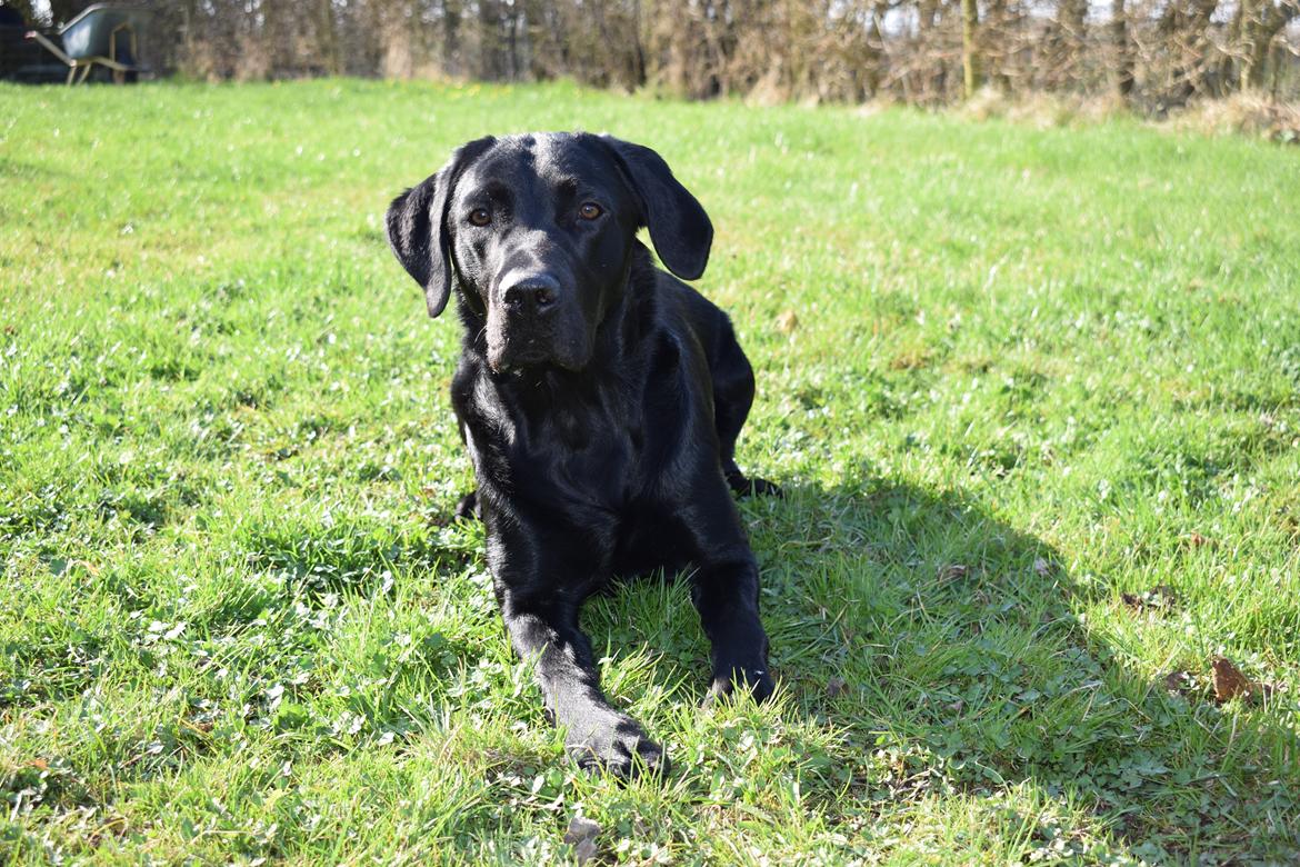 Labrador retriever Balou billede 14