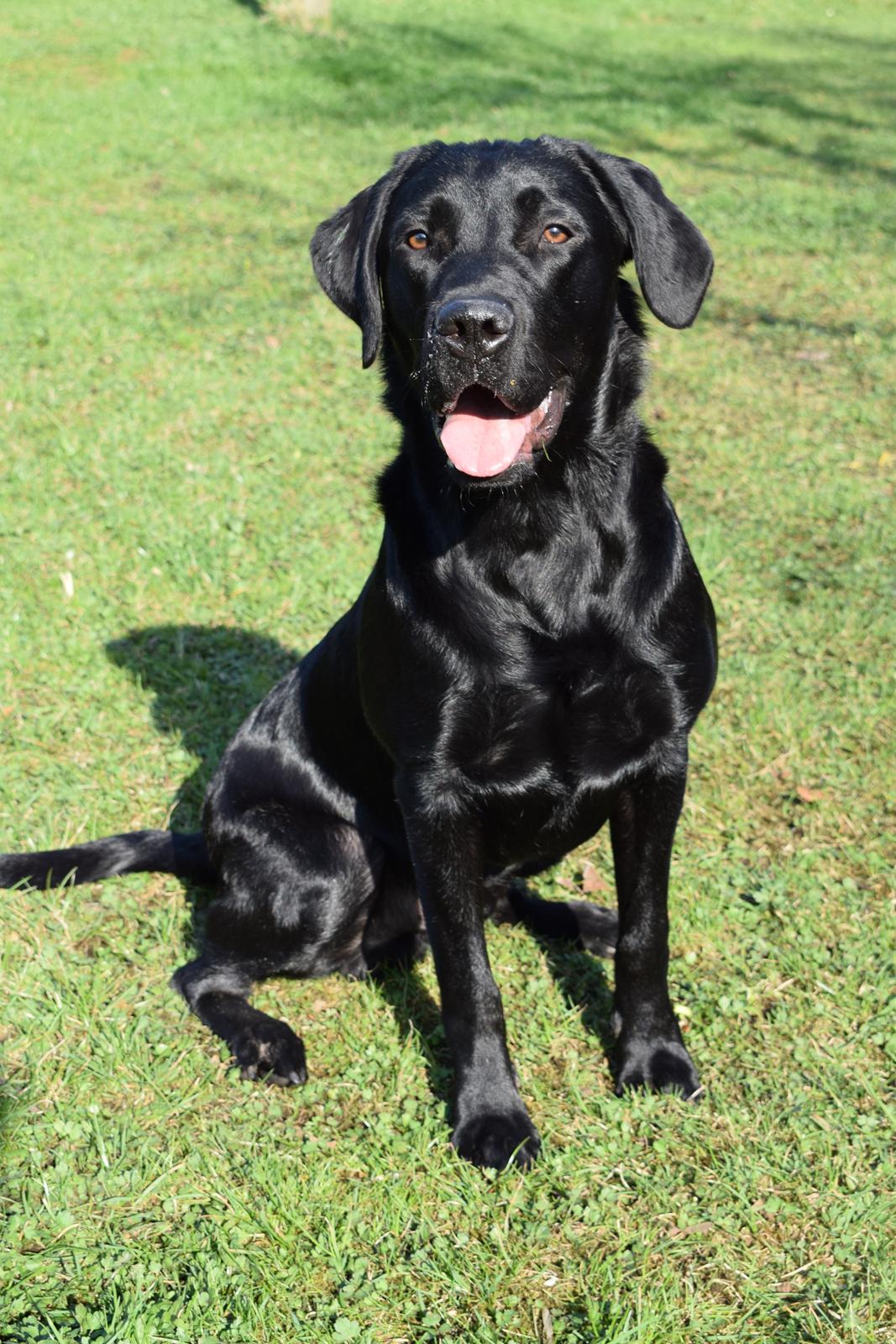 Labrador retriever Balou billede 15