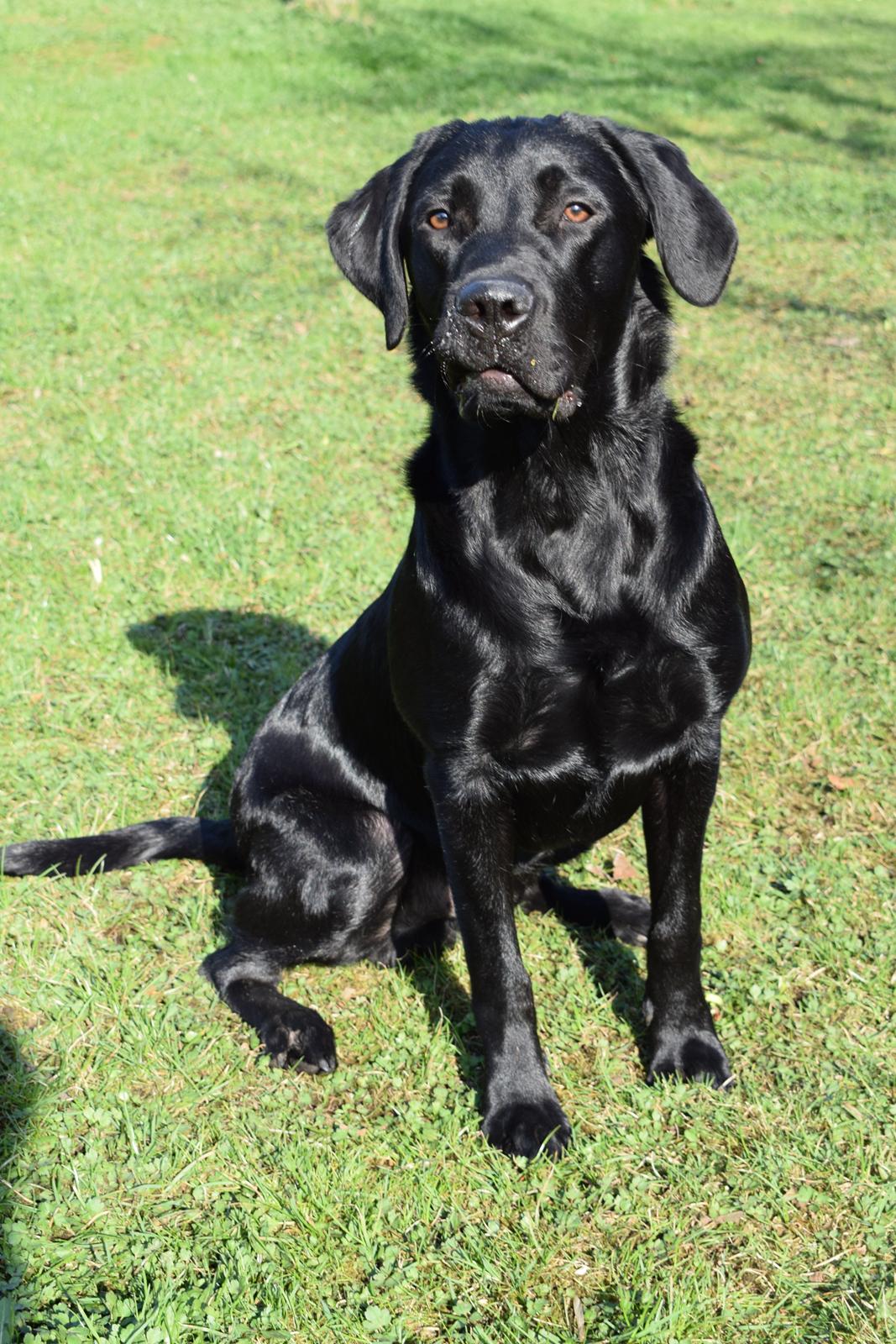 Labrador retriever Balou billede 16