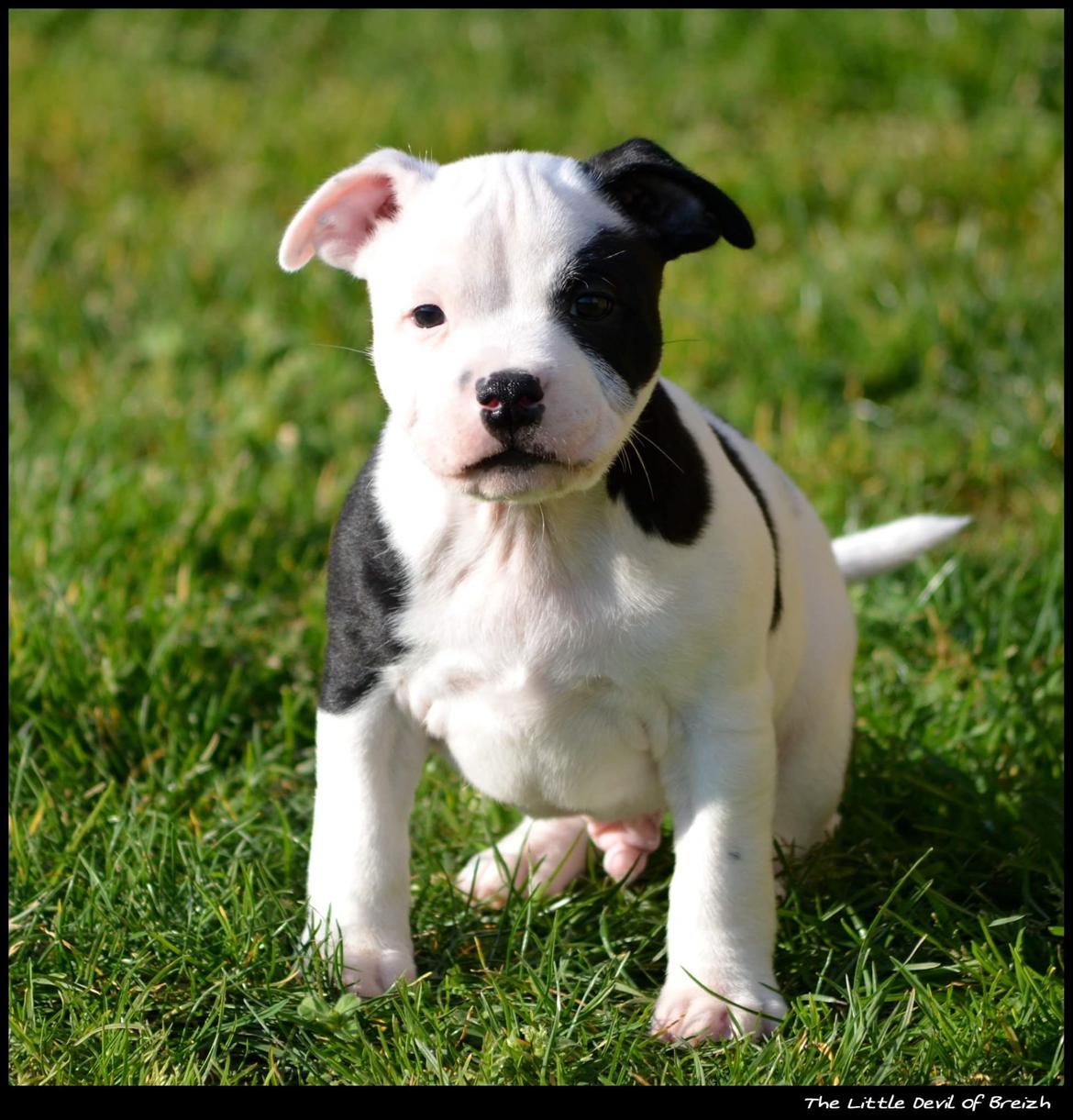 Staffordshire bull terrier *NUTTY* billede 1