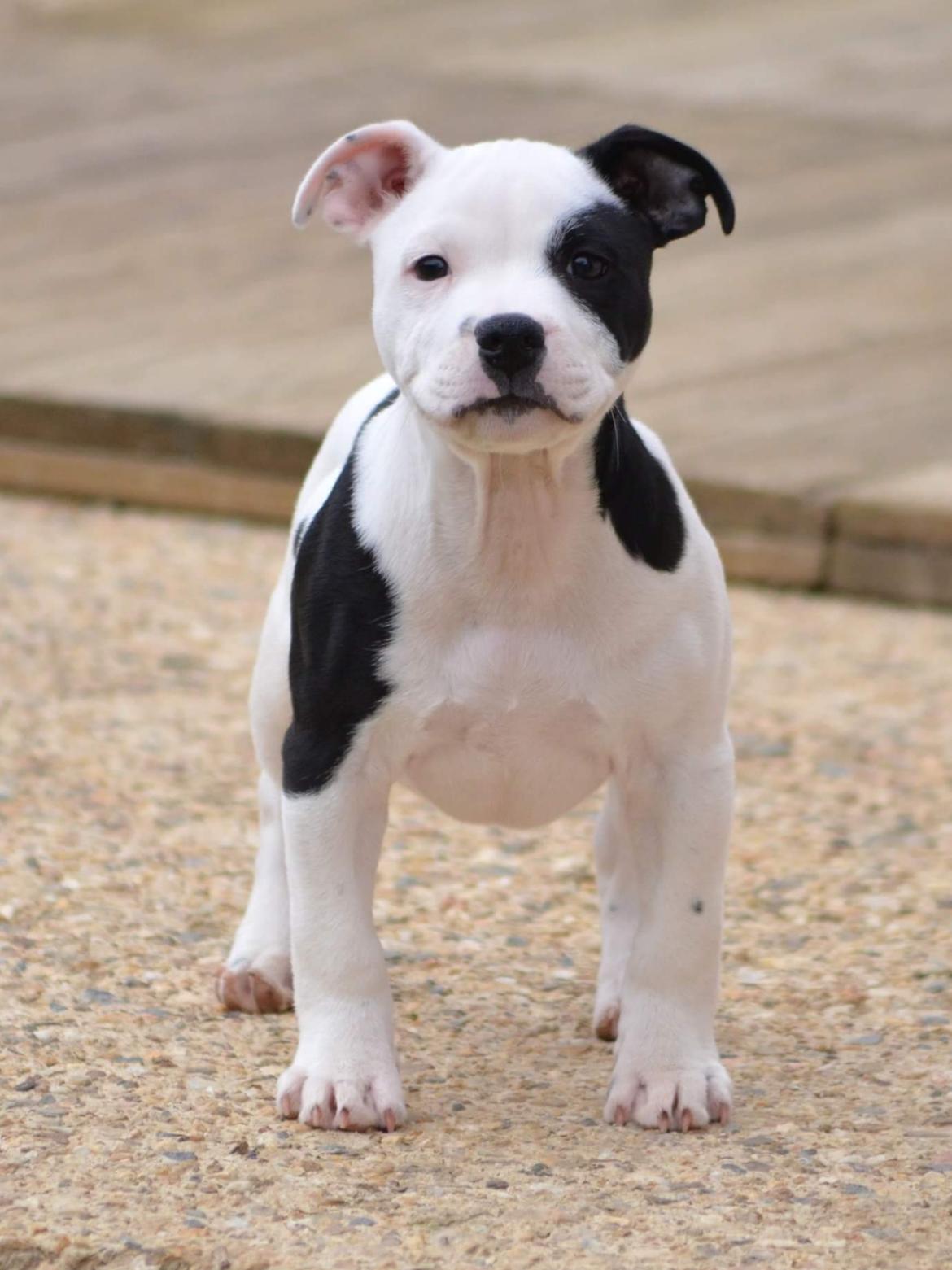 Staffordshire bull terrier *NUTTY* billede 3