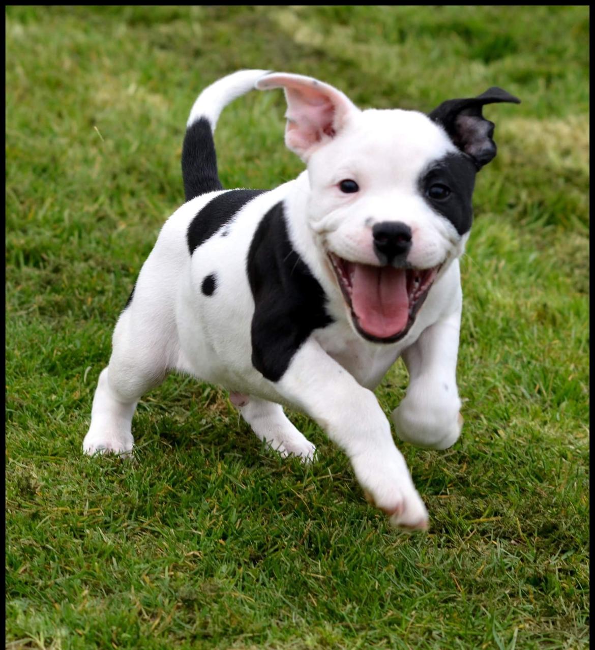 Staffordshire bull terrier *NUTTY* billede 4