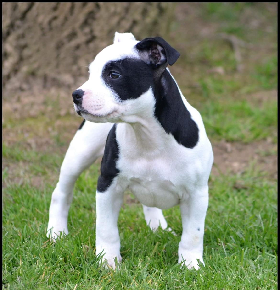 Staffordshire bull terrier *NUTTY* billede 5