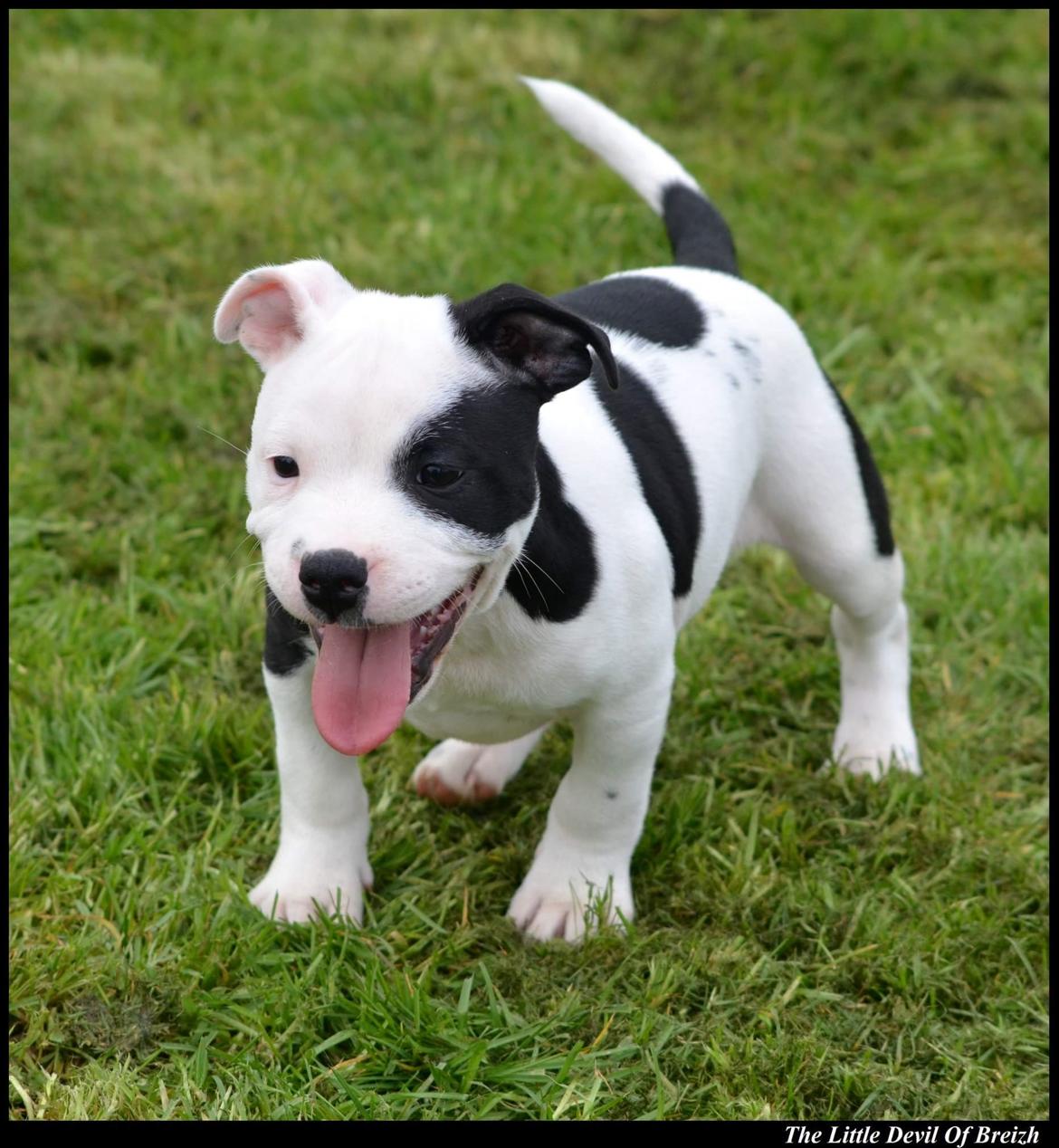 Staffordshire bull terrier *NUTTY* billede 6