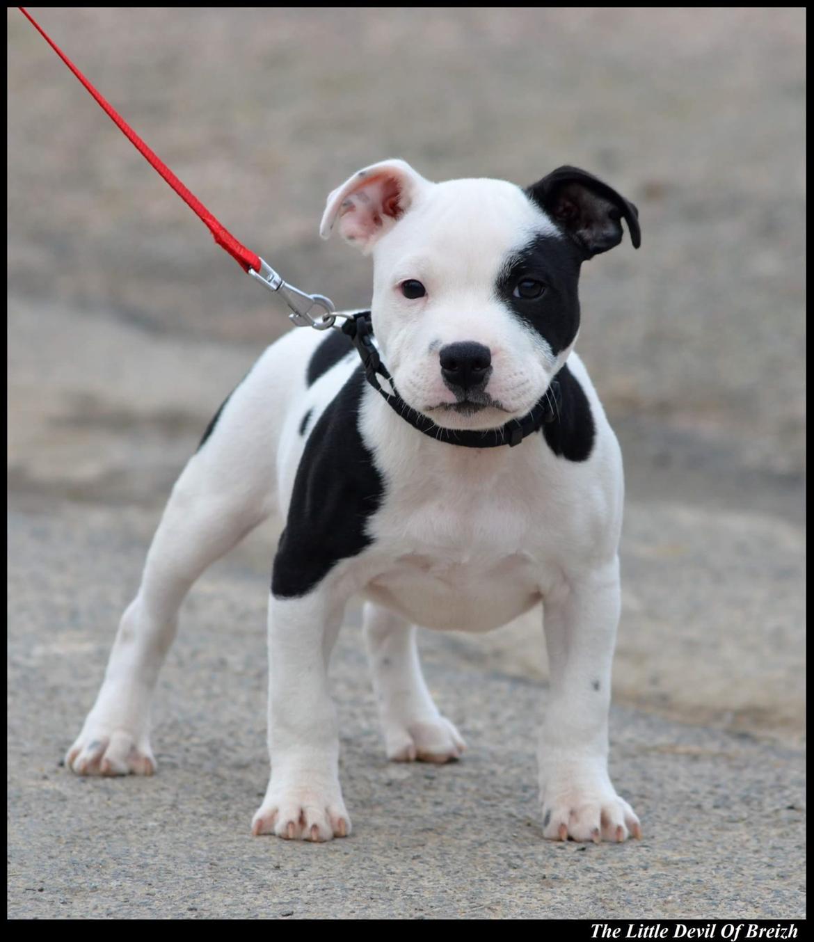 Staffordshire bull terrier *NUTTY* billede 8