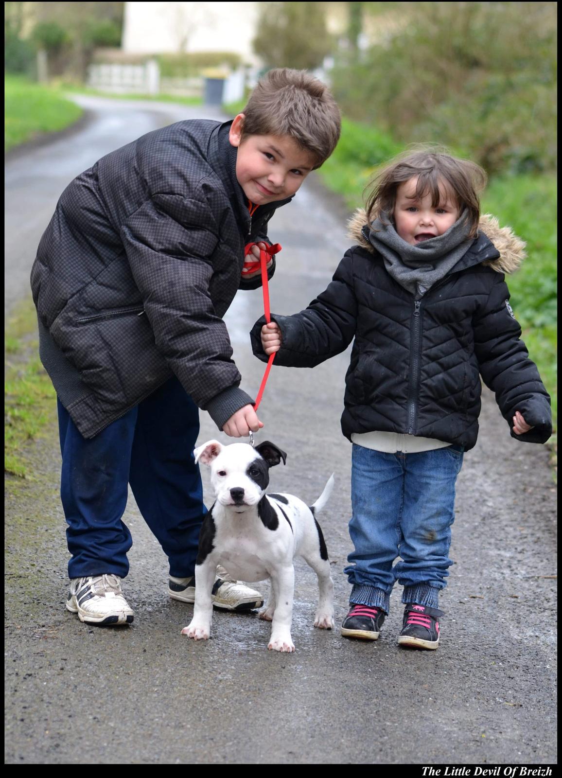 Staffordshire bull terrier *NUTTY* billede 11