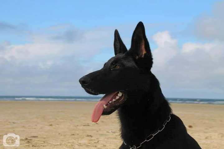 Schæferhund Joker billede 1